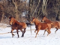 e39d6bd4859ec53729fc0d489a736b43.jpg