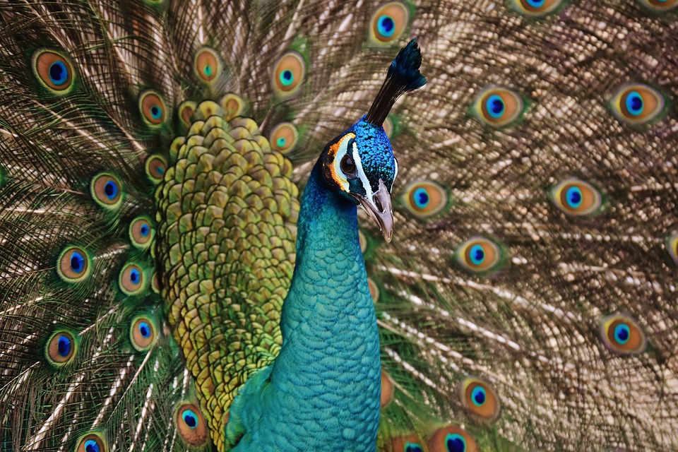 peacock-2147888_960_720.jpg